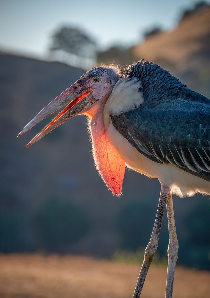 Backlit View of a Marabou Stork-Lotus-California-USA. art print by Betty Sederquist for $57.95 CAD