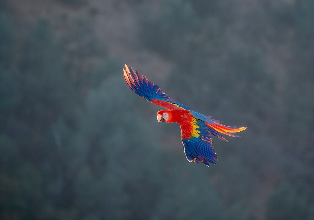 Red and Gold Macaw flying-Lotus-California-USA. art print by Betty Sederquist for $57.95 CAD