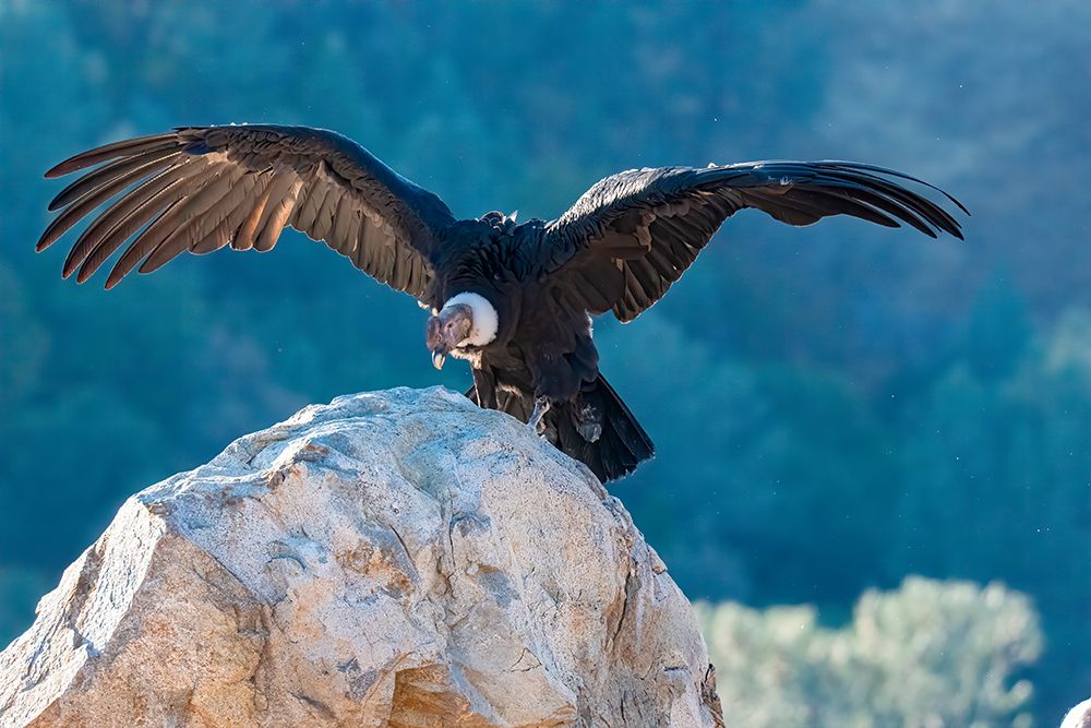 Andean condors wingspread-measures ten feet from wingtip to wingtip. art print by Betty Sederquist for $57.95 CAD