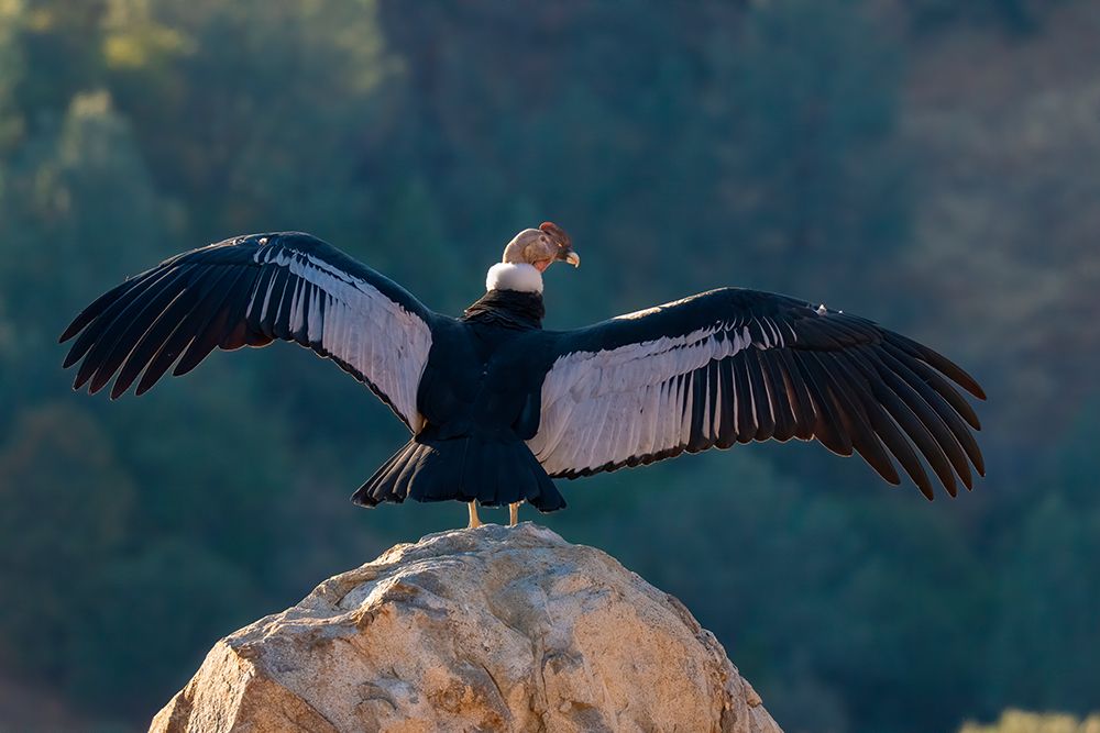 Captive Andean condor stretches its wings in Lotus-California-USA. art print by Betty Sederquist for $57.95 CAD