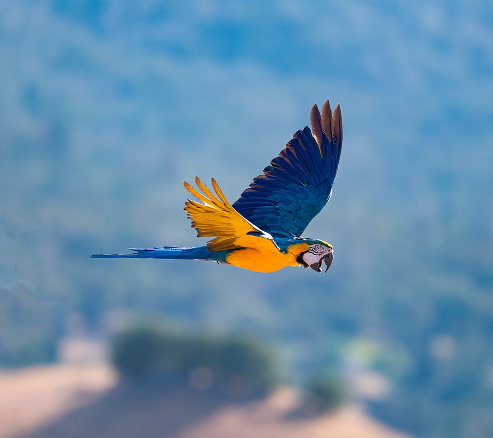 Beautiful blue and gold macaw soars above the Lotus Valley-California. art print by Betty Sederquist for $57.95 CAD