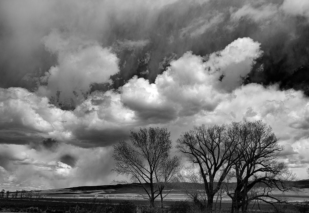 Winter cottonwoods reach for the sky along 395 in the Antelope Valley. art print by Betty Sederquist for $57.95 CAD