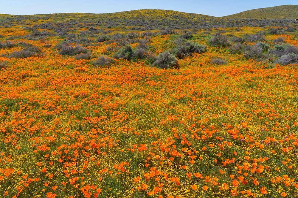 California A carpet of California poppies blooms amidst other wildflowers in the Lancaster Valley art print by Brenda Tharp for $57.95 CAD