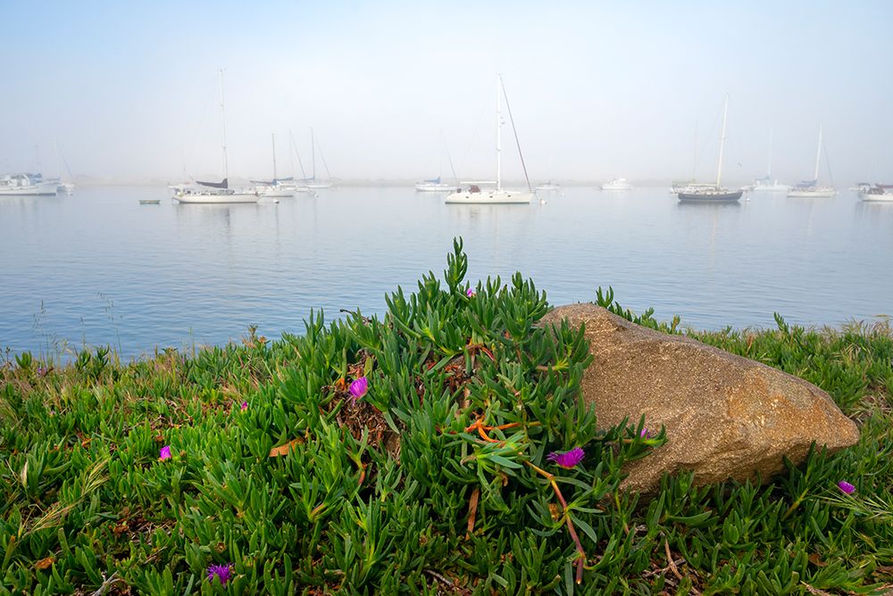 USA-California Foggy morning on Morrow Bay art print by Janell Davidson for $57.95 CAD