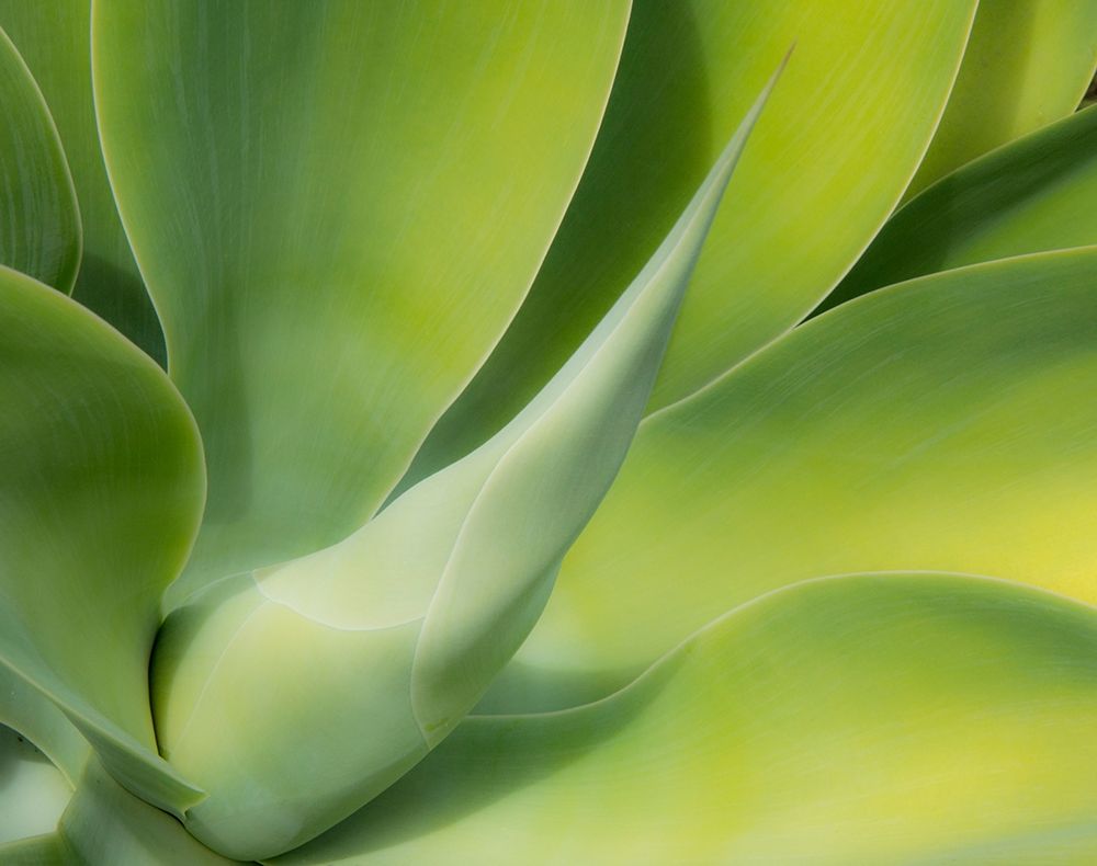 California-San Diego Close up of an Agave plant (Agavaceae) art print by Julie Eggers for $57.95 CAD
