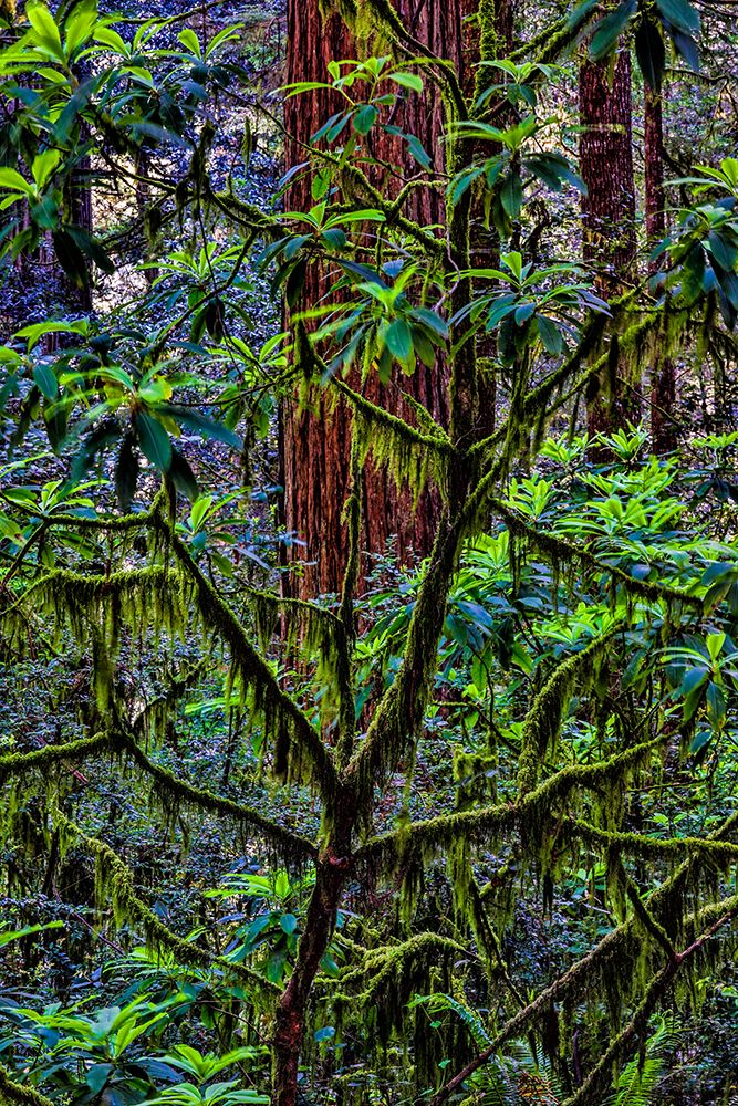 California-USA-Jedediah Smith Redwoods State Park-Redwoods National Park art print by Joe III Restuccia for $57.95 CAD
