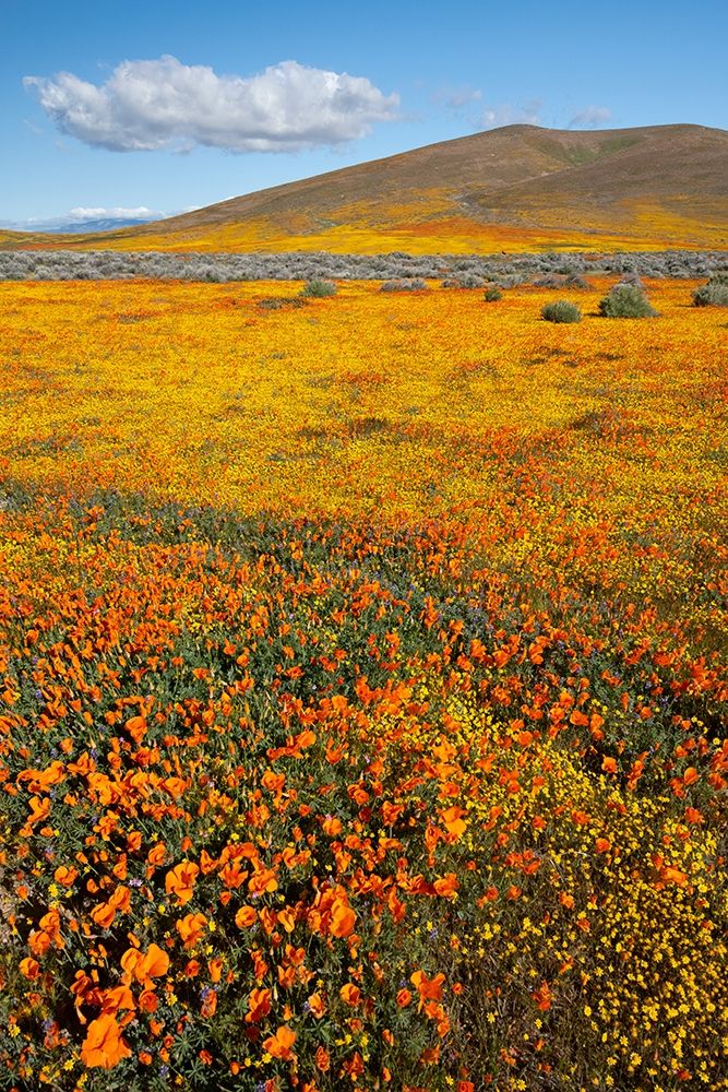 California Fields of California Poppy-Goldfields with clouds-Antelope Valley art print by Judith Zimmerman for $57.95 CAD