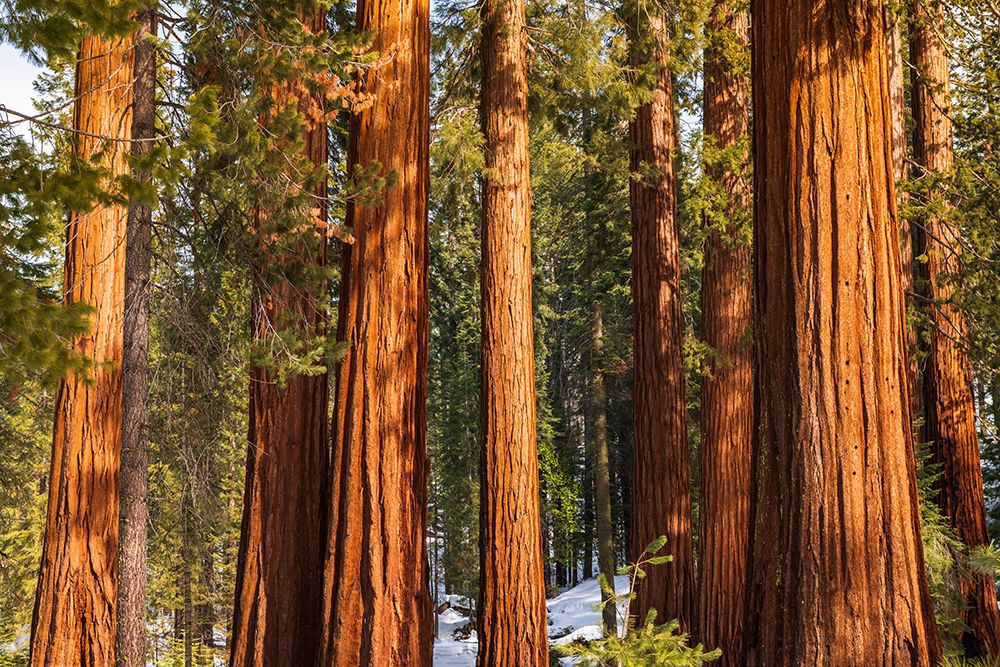 Giant Sequoia in the Mariposa Grove-Yosemite National Park-California-USA art print by Russ Bishop for $57.95 CAD