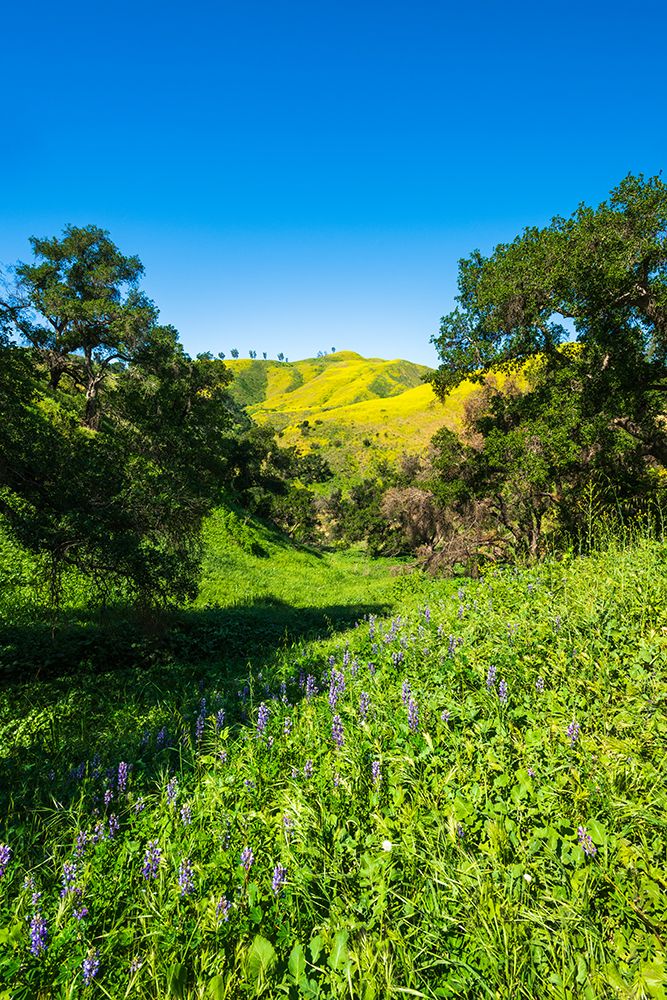 Oak trees and lupine in Harmon Canyon Preserve-Ventura-California-USA art print by Russ Bishop for $57.95 CAD