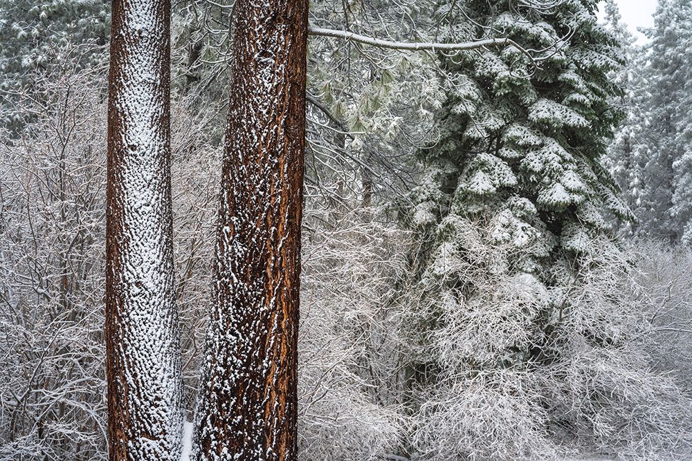 Snow covered pines, Green Valley Lake, California, USA art print by Russ Bishop for $57.95 CAD