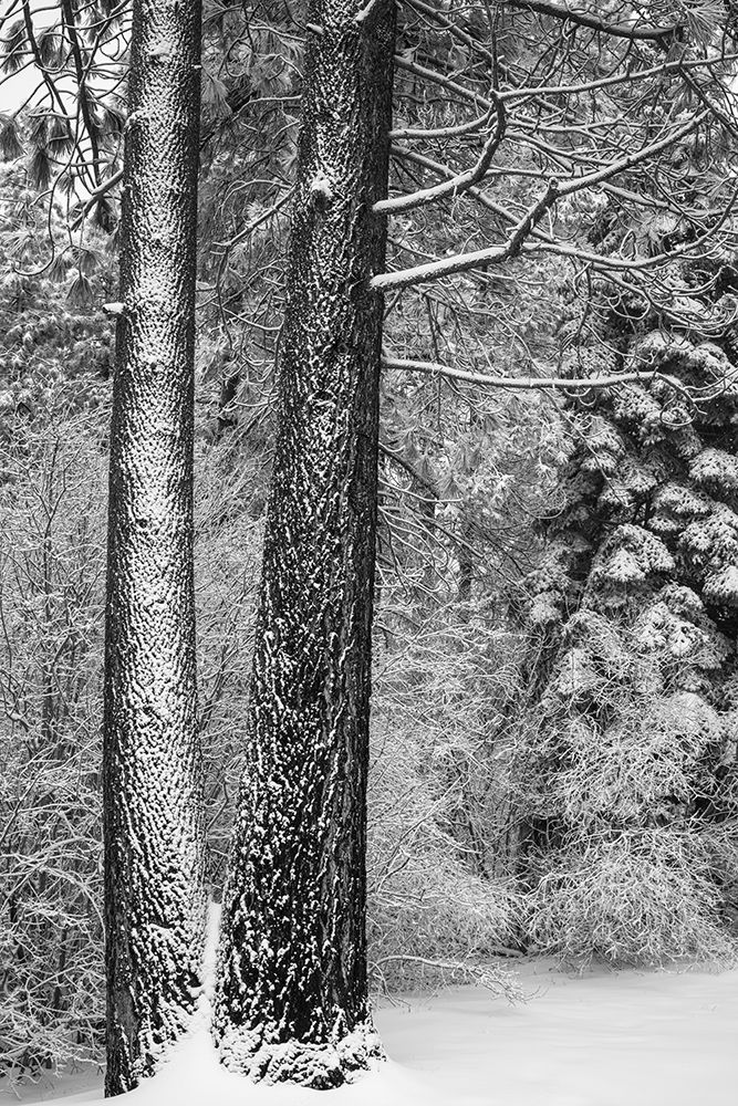 Snow covered pines, Green Valley Lake, California, USA art print by Russ Bishop for $57.95 CAD