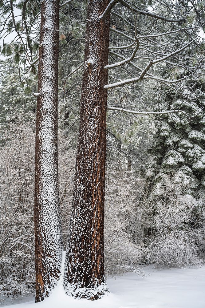 Snow covered pines, Green Valley Lake, California, USA art print by Russ Bishop for $57.95 CAD
