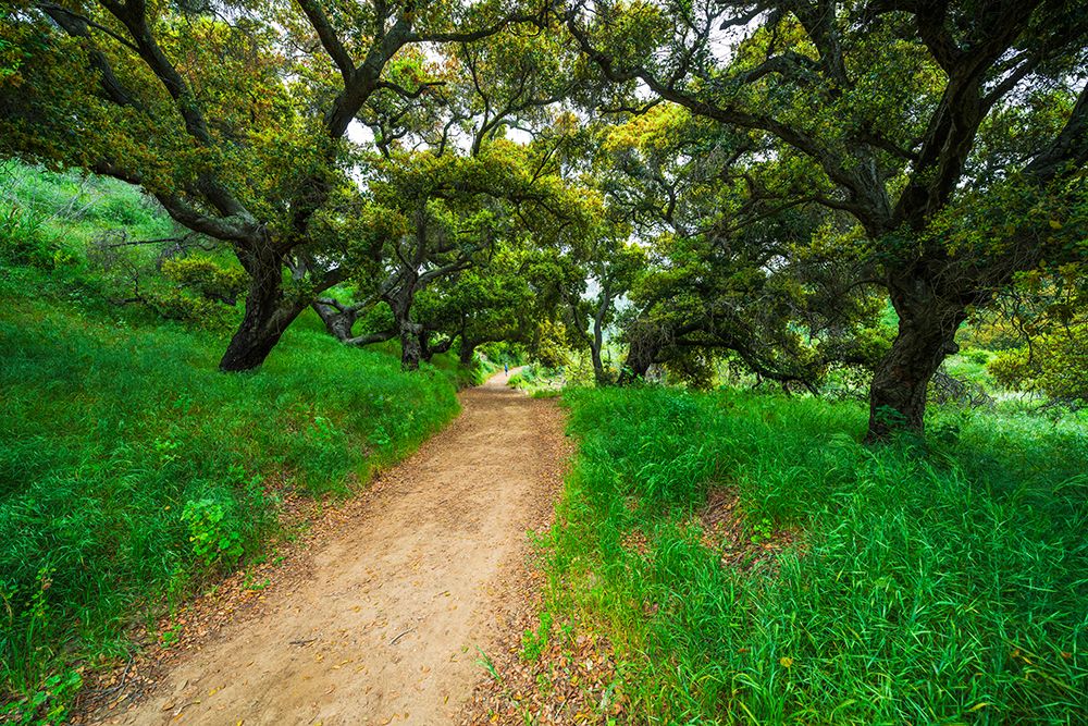 Woman hiking through coast live oaks in Harmon Canyon Preserve, Ventura, California, USA. art print by Russ Bishop for $57.95 CAD