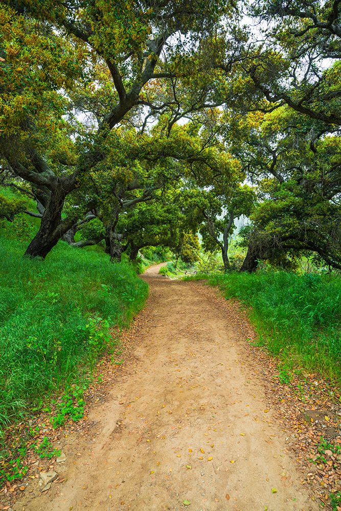 Coast live oaks in Harmon Canyon Preserve, Ventura, California, USA art print by Russ Bishop for $57.95 CAD