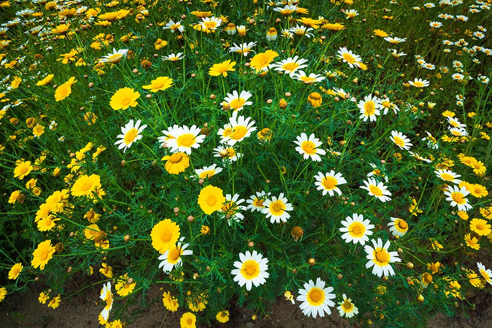 Wildflowers in Harmon Canyon Preserve, Ventura, California, USA art print by Russ Bishop for $57.95 CAD