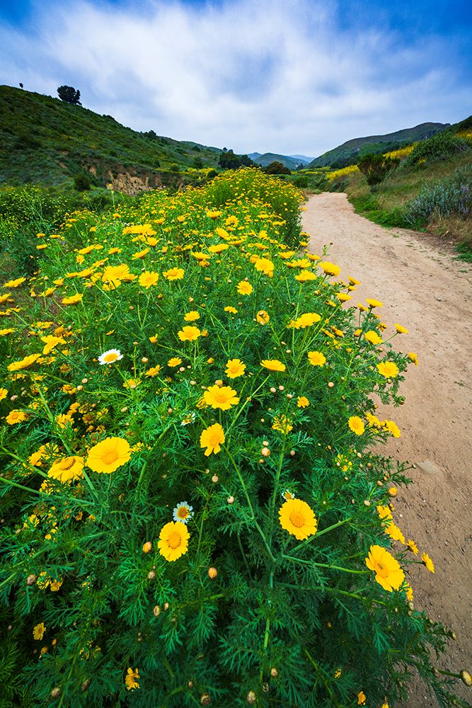 Wildflowers in Harmon Canyon Preserve, Ventura, California, USA art print by Russ Bishop for $57.95 CAD