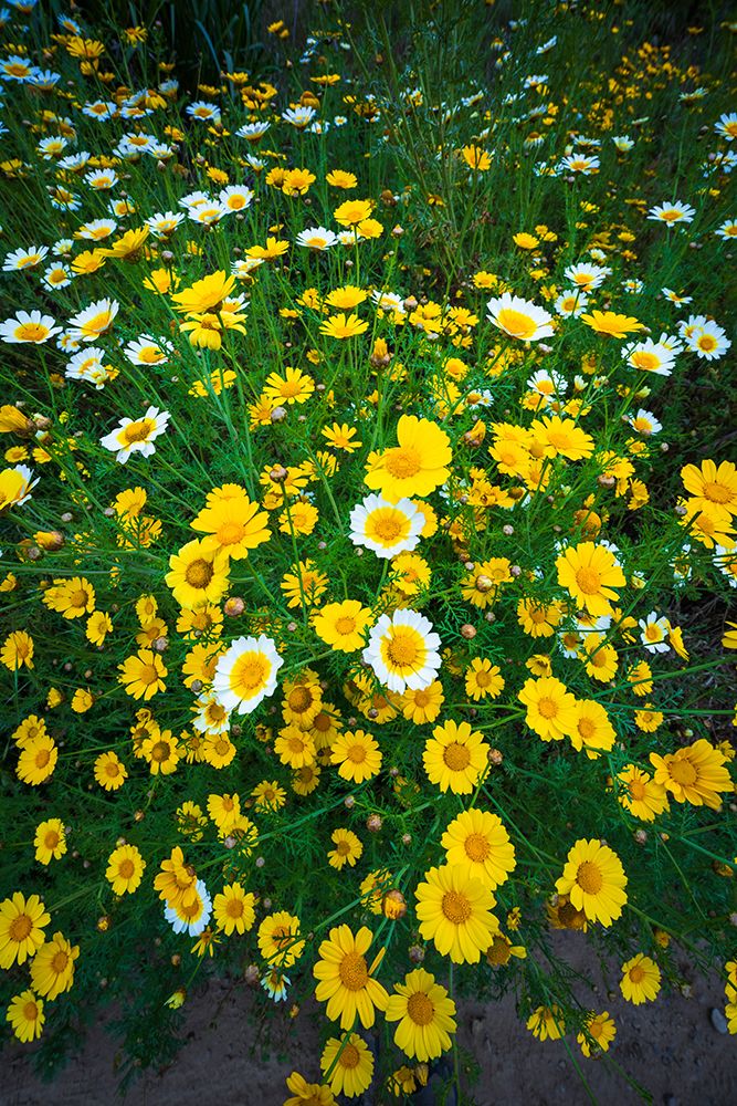Wildflowers in Harmon Canyon Preserve, Ventura, California, USA art print by Russ Bishop for $57.95 CAD