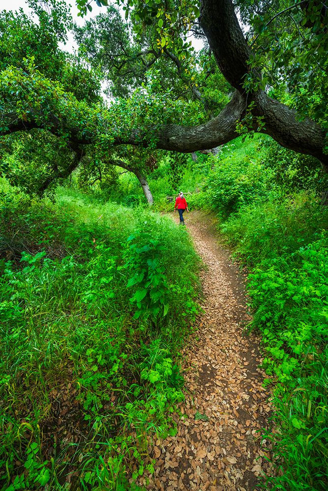 Woman hiking through coast live oaks in Harmon Canyon Preserve, Ventura, California, USA. art print by Russ Bishop for $57.95 CAD