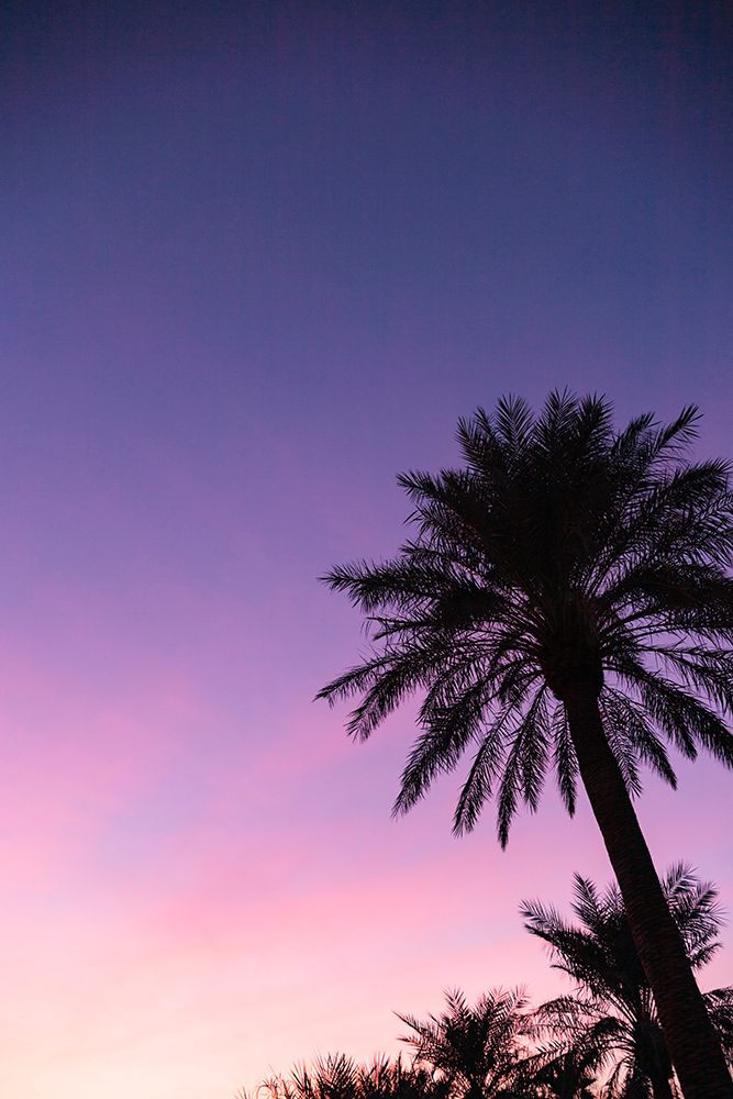 Palm trees, The Oasis of Death Valley, California, USA art print by Rob Casey for $57.95 CAD