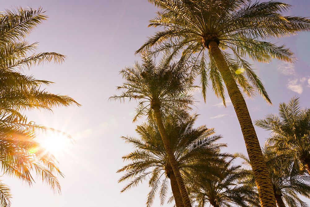Palm trees, The Oasis of Death Valley, California, USA art print by Rob Casey for $57.95 CAD