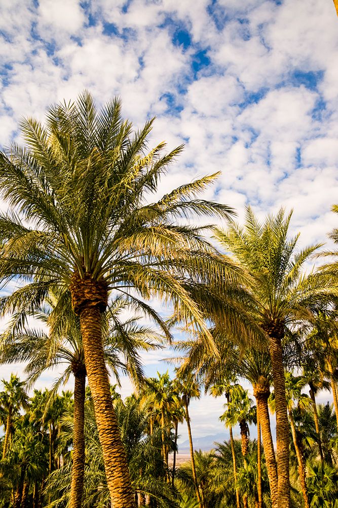 Palm trees, The Oasis of Death Valley, California, USA art print by Rob Casey for $57.95 CAD
