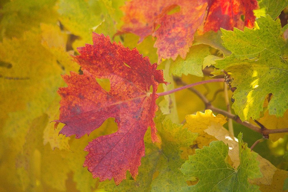 Sonoma-California fall colors on grape leaves art print by Sylvia Gulin for $57.95 CAD