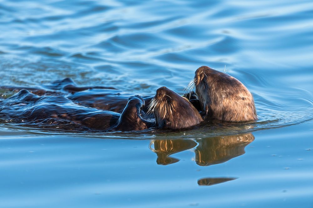A juvenile and mother sea otter float together serenely in Moss Landing Harbor-California art print by Sheila Haddad for $57.95 CAD