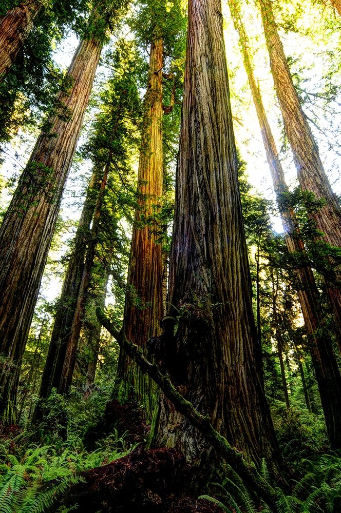 The tallest trees in the world in Redwood National Park in California art print by Steve Mohlenkamp for $57.95 CAD