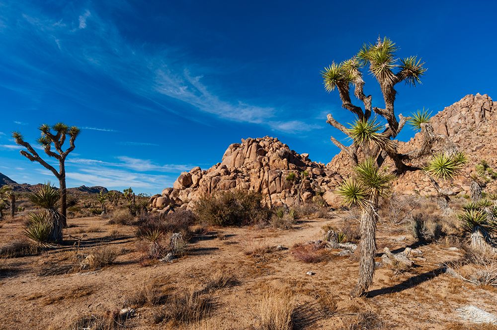 Joshua Tree National Park California-USA art print by Sergio Pitamitz for $57.95 CAD