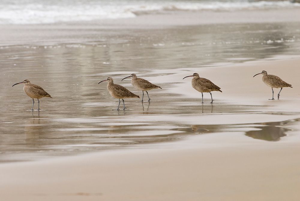 USA CA Pismo Beach Whimbrels art print by Trish Drury for $57.95 CAD
