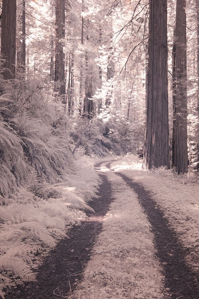 California Redwood National Park-infrared of Redwood forest along the old Pacific Highway art print by Terry Eggers for $57.95 CAD