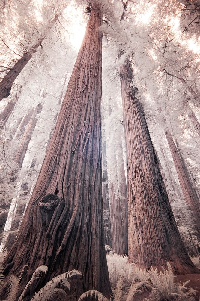 California Redwood National Park-infrared of Redwood forest art print by Terry Eggers for $57.95 CAD