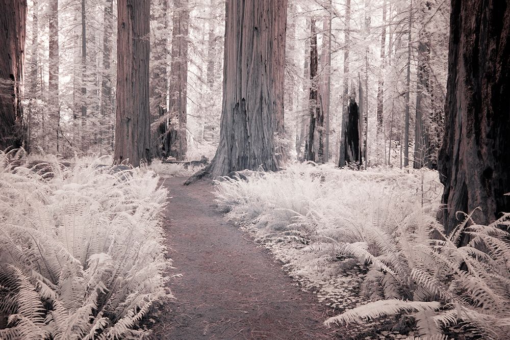 California Redwood National Park-infrared of Redwood forest along hiking trail art print by Terry Eggers for $57.95 CAD