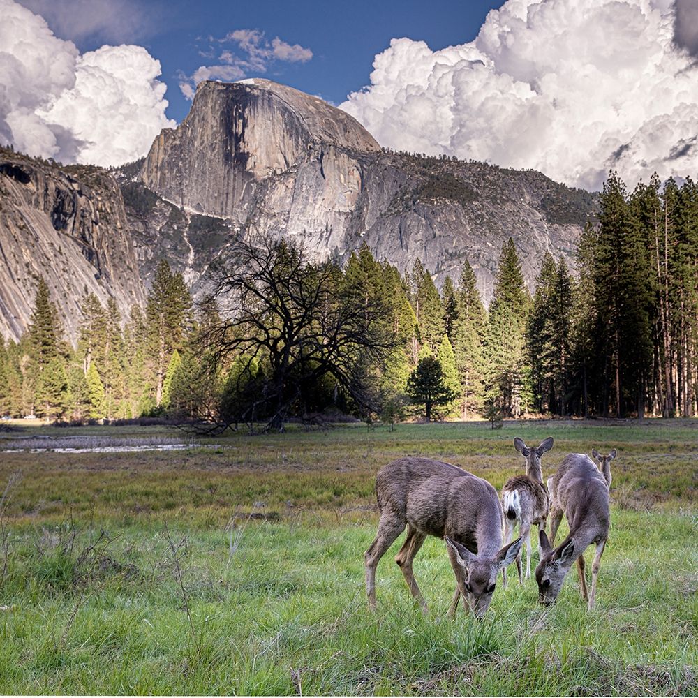 Deer in the Yosemite Valley Half Dome in the background Unesco World Heritage Site-California art print by Tom Norring for $57.95 CAD