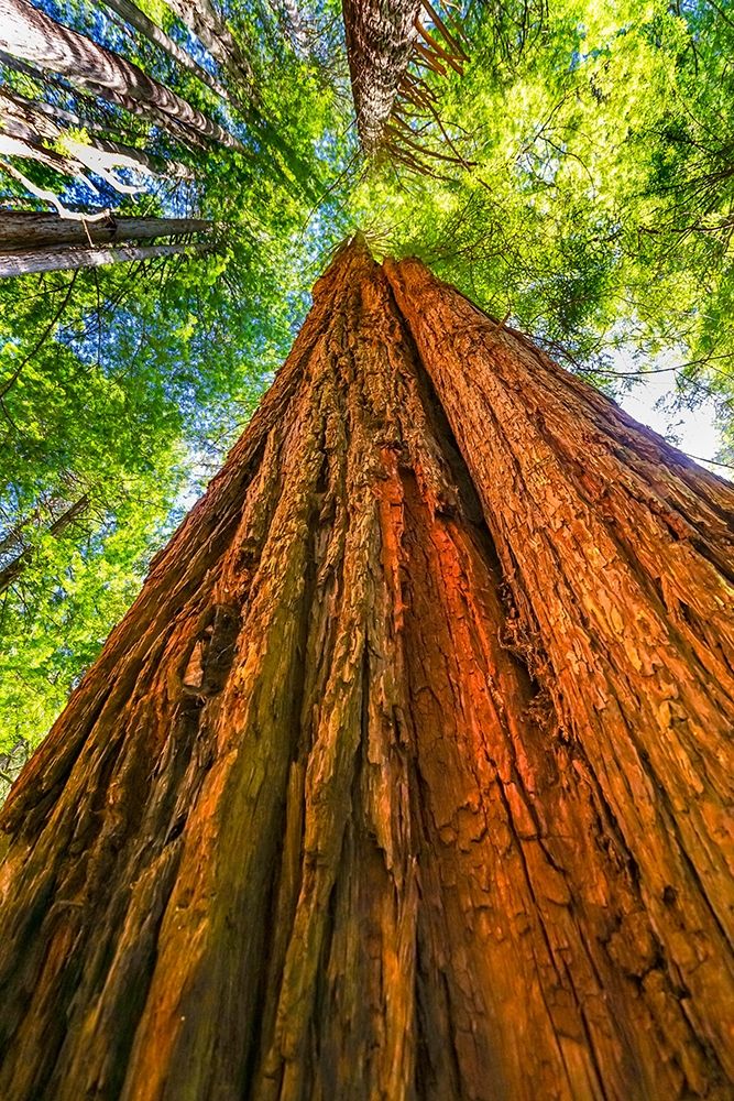 Green towering tree-Redwoods National Park-Newton B Drury Drive-Crescent City-California  art print by William Perry for $57.95 CAD