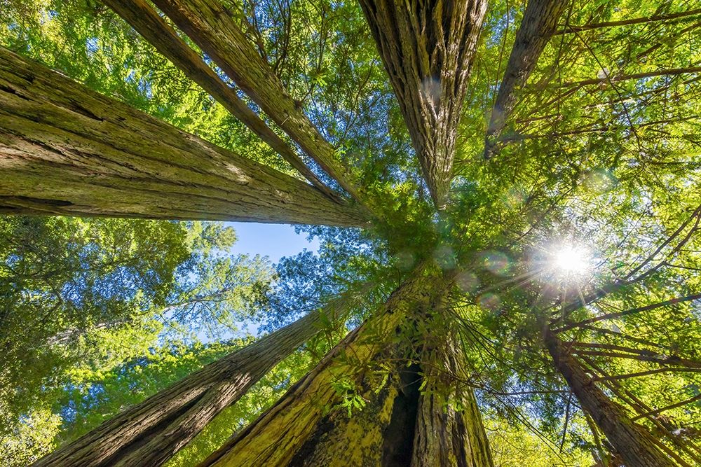 Sun shining through towering tree-Redwoods National Park-Newton B Drury Drive-Crescent City art print by William Perry for $57.95 CAD