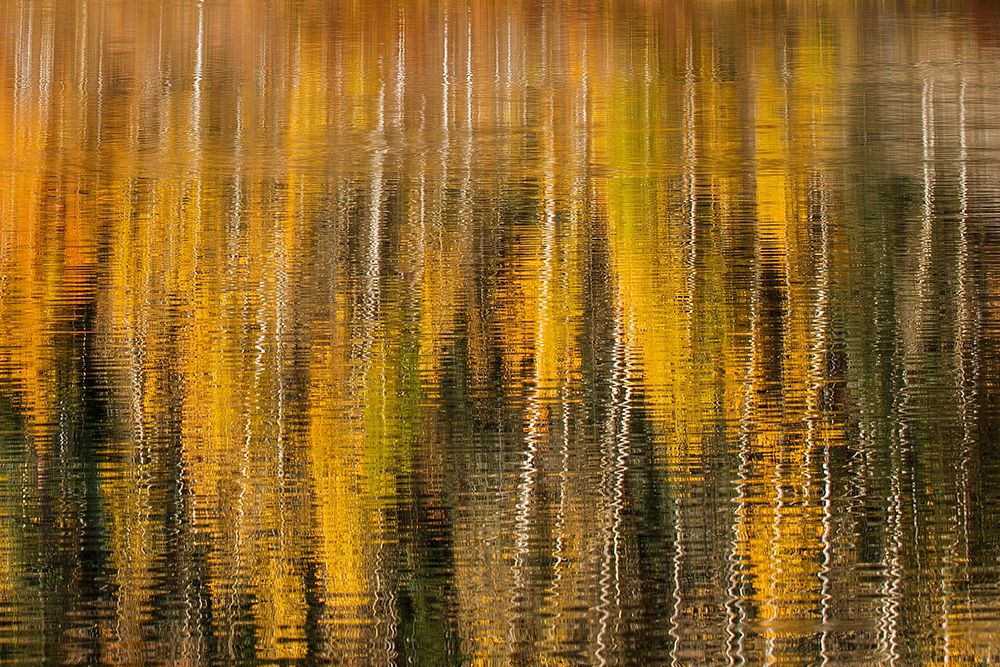 Autumn aspen trees reflecting on lake-Colorado art print by Adam Jones for $57.95 CAD