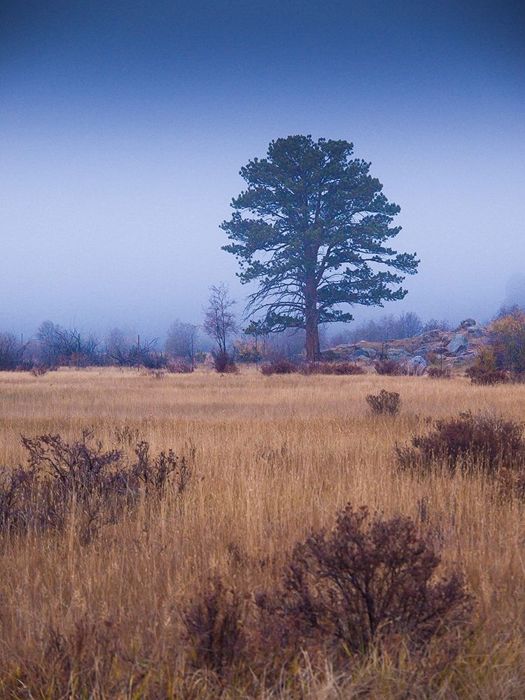 Lone Tree in Foggy Field-Rocky Mountain National Park-Colorado-USA art print by Anna Miller for $57.95 CAD
