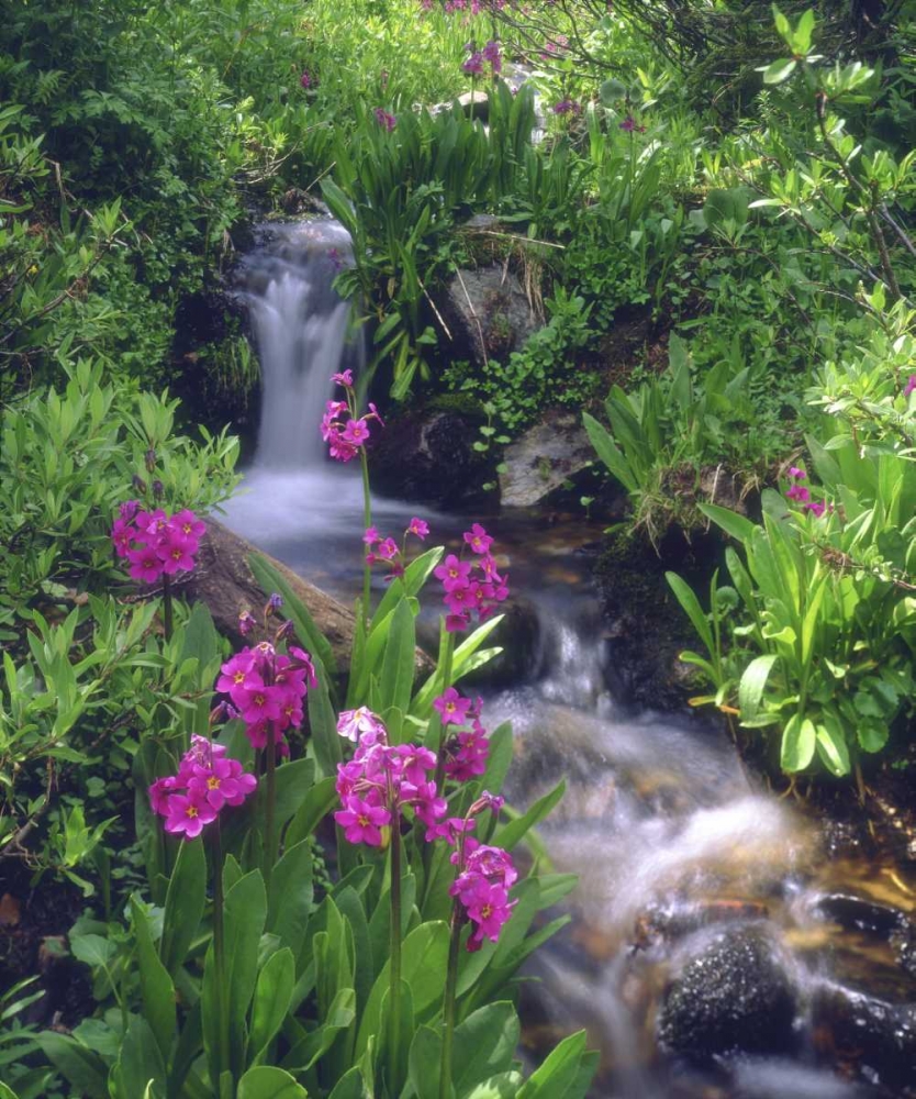 CO, Rocky Mts, flowers along a flowing stream art print by Christopher Talbot Frank for $57.95 CAD