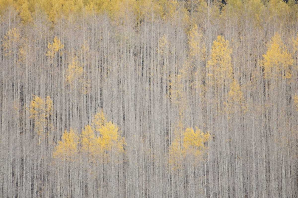 CO, White River NF Aspen trees in winter art print by Don Grall for $57.95 CAD