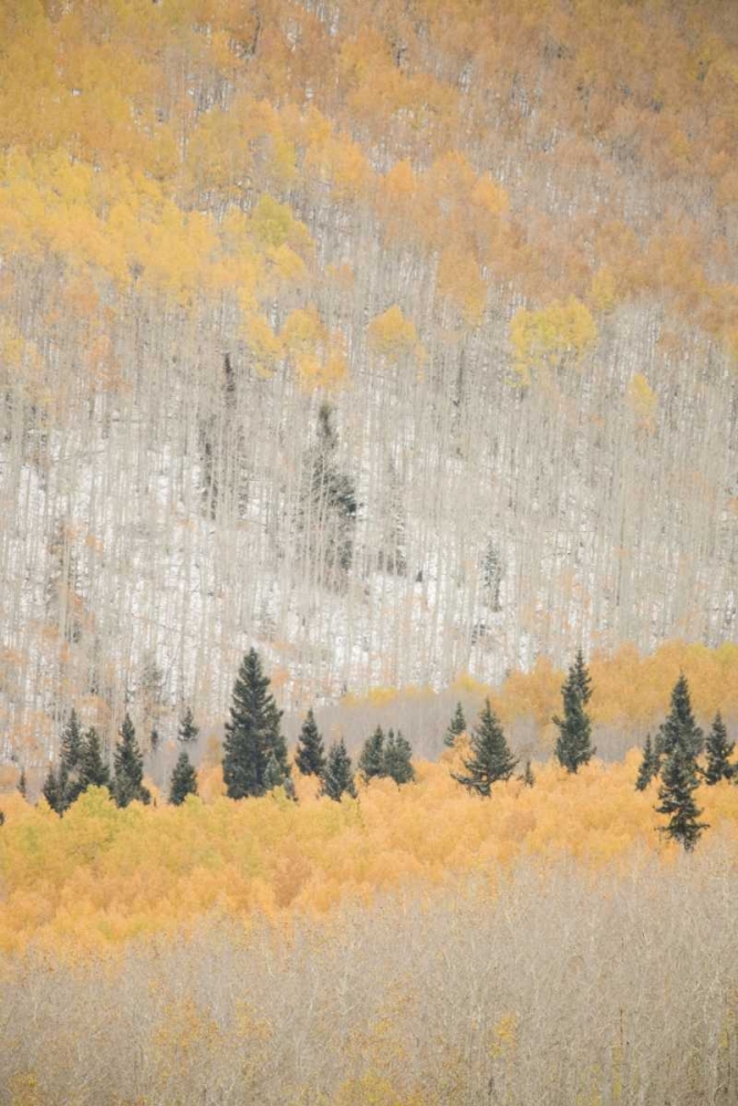 CO, San Juan Mts Spruce mixed with aspen, autumn art print by Don Grall for $57.95 CAD