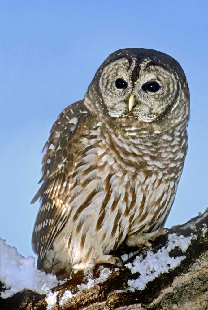 CO, Barred owl perched on snowy branch art print by Dave Welling for $57.95 CAD