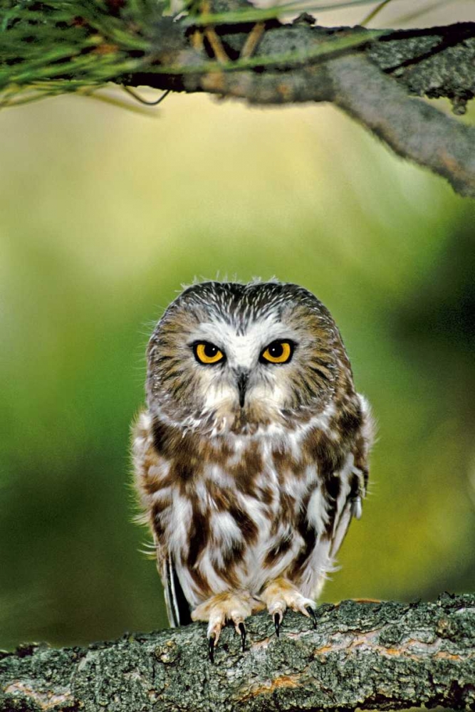 CO, Northern saw-whet owl perched on fir tree art print by Dave Welling for $57.95 CAD