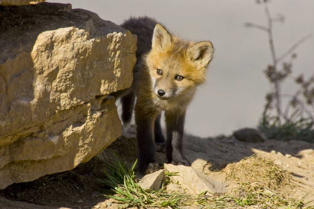 Colorado, Breckenridge Curious young red fox art print by Fred Lord for $57.95 CAD
