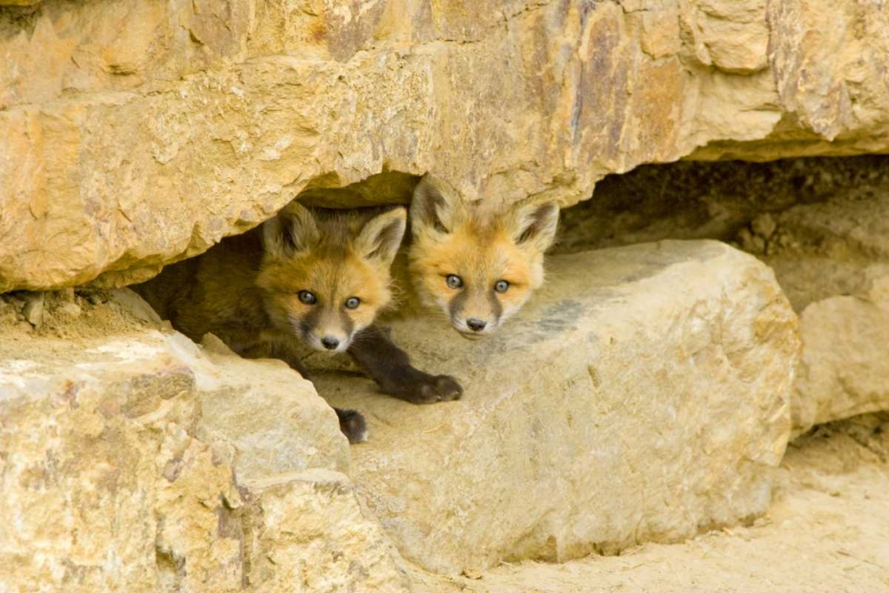 CO, Breckenridge Curious red fox kits art print by Fred Lord for $57.95 CAD