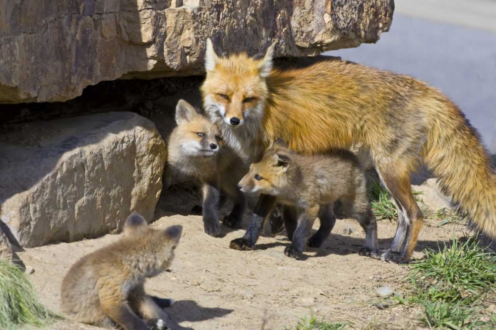 Colorado, Breckenridge Red fox mother with kits art print by Fred Lord for $57.95 CAD