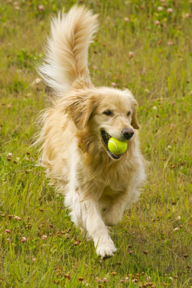 CO, Summit Co, Golden retriever fetches a ball art print by Fred Lord for $57.95 CAD