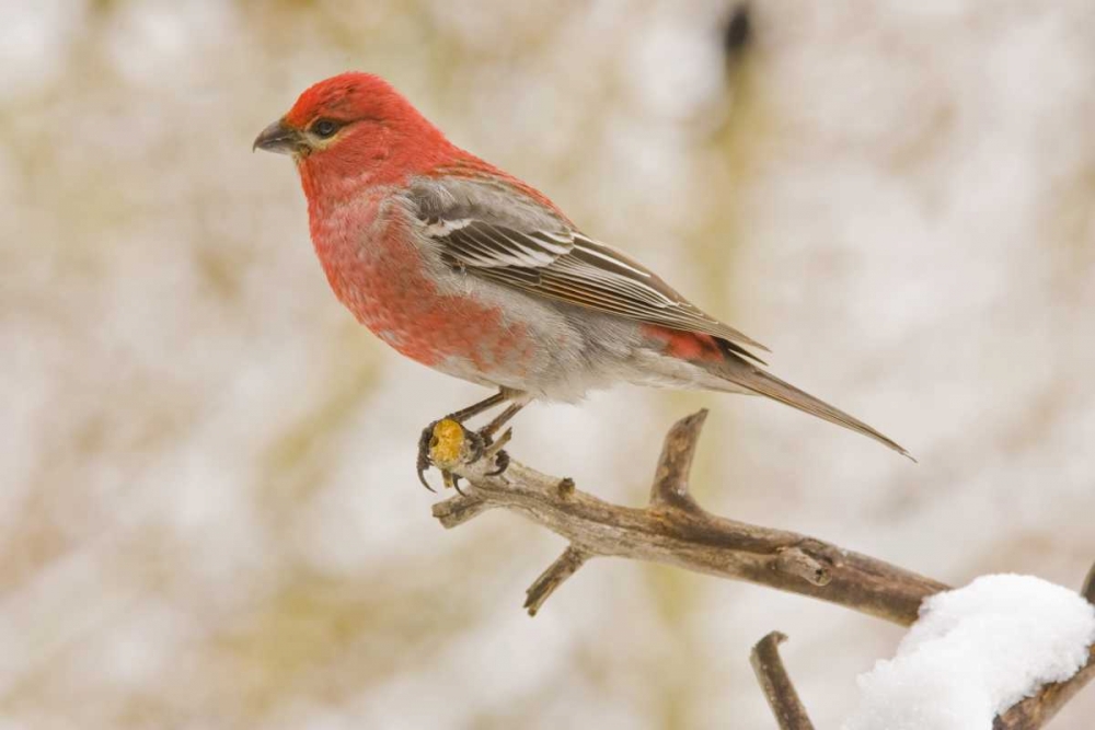 Colorado, Frisco Pine grosbeak perched on limb art print by Fred Lord for $57.95 CAD