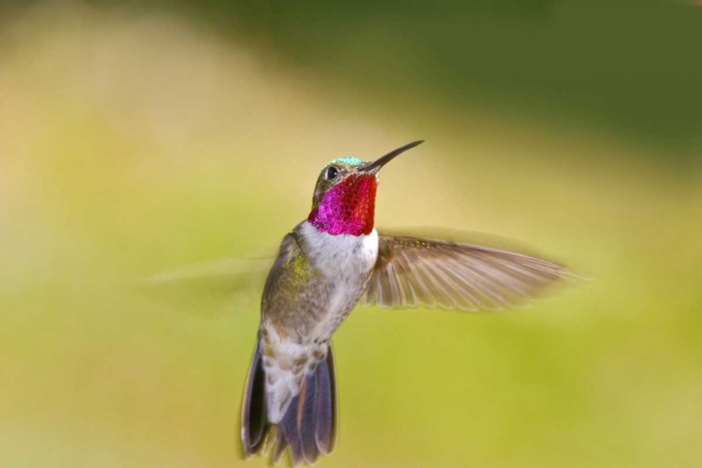 CO, Frisco Broad-tailed hummingbird in flight art print by Fred Lord for $57.95 CAD