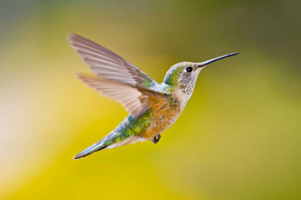 Colorado, Heeney Rufous hummingbird in flight art print by Fred Lord for $57.95 CAD